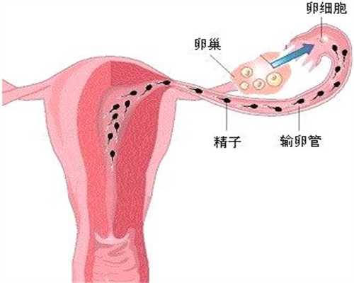 代孕机构有哪些_排卵期如何成功怀孕呢