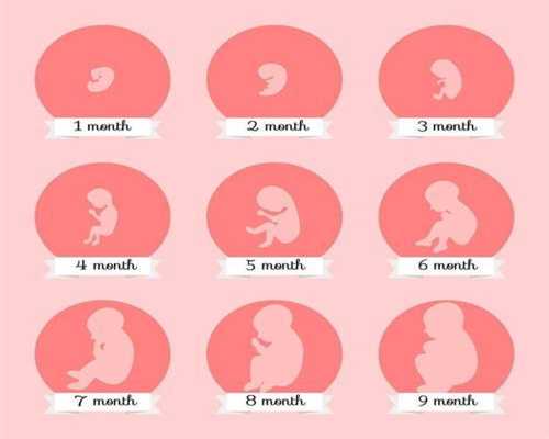 上海代孕一个孩孑多少钱_孕52天没有胚芽和胎心吗