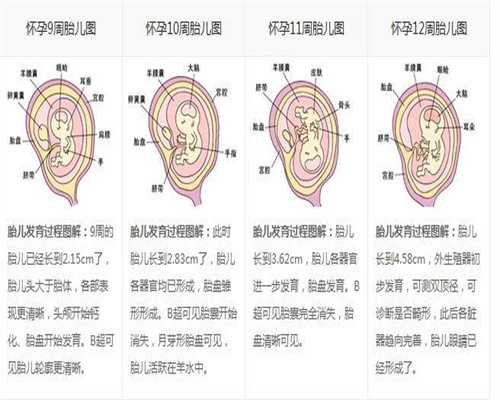上海代怀孕收费_怀孕初期做b超对胎儿有影响吗