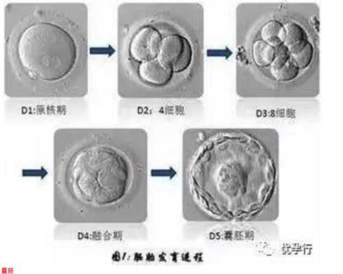 上海代孕集团,正规的中介公司有哪些,上海代孕生宝宝保密咨询