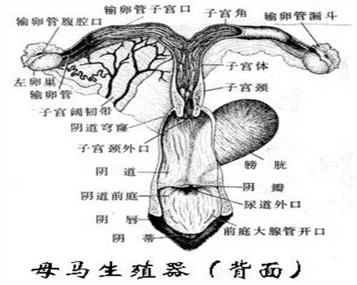 上海代孕手续~上海代孕服务的微博~上海供卵代生孩子机构