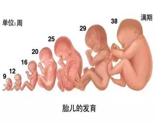 上海代孕费用,上海做代孕过程,上海做试管代孕合法吗