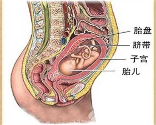 上海正规代孕,上海代孕公司哪个好,上海借卵自孕要多少钱