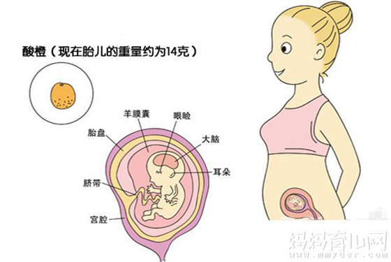 上海代孕孩子有别人细胞吗-找一个代孕妈妈多少钱_怀孕三个月胎儿到底有多大